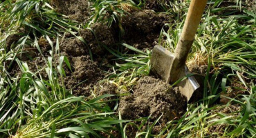 Jak sít a sekat oves jako zelené hnojení na podzim a na jaře?